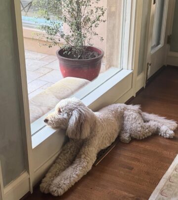 Sharon Lawrence Enjoys A Playful Friday With Her Poodle