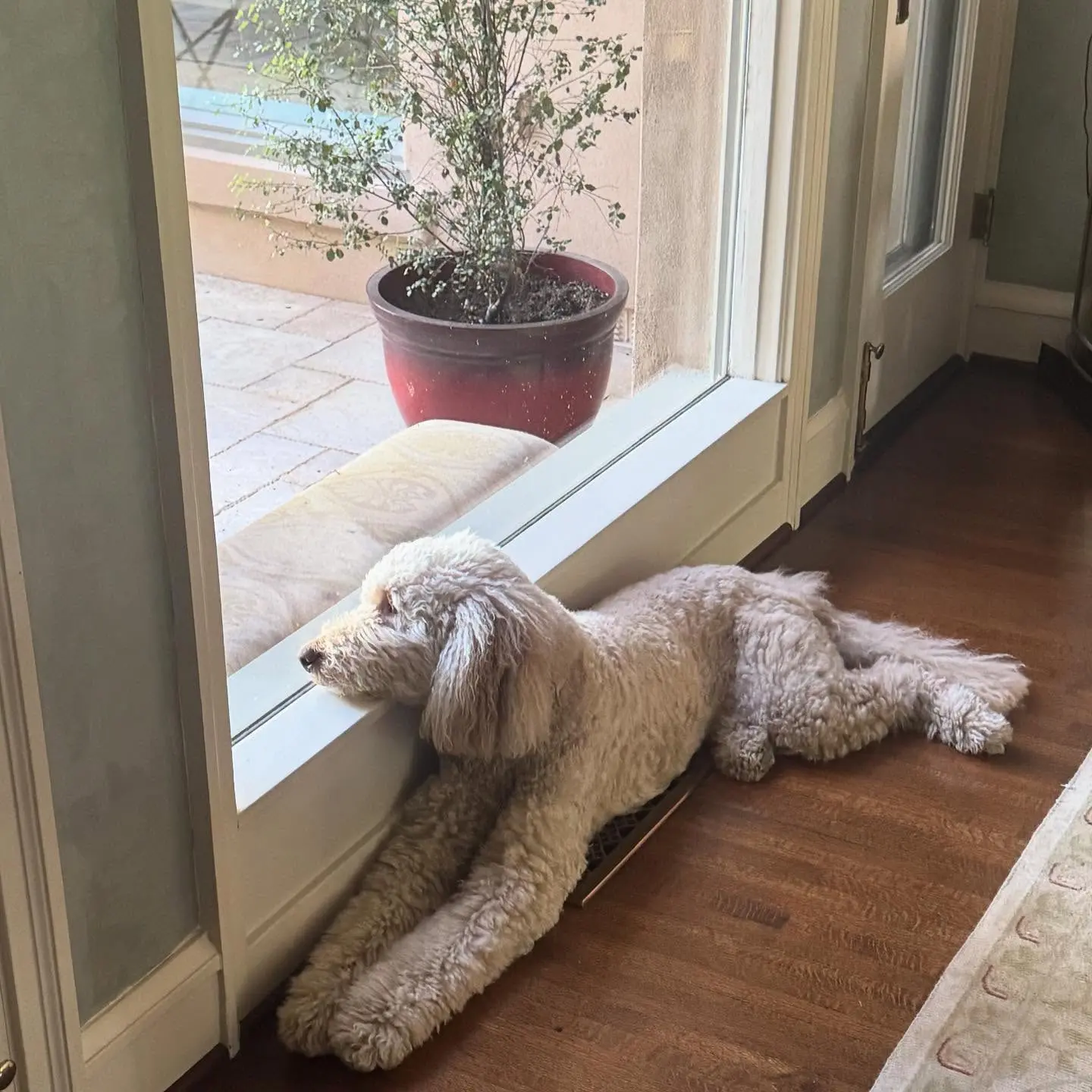 Sharon Lawrence Enjoys A Playful Friday With Her Poodle Veteran actress Sharon Lawrence beams with joy this Friday alongside her dear pet poodle!!