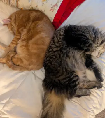 Shaun Weiss’ Cat Post Sparks Clever Middle East Commentary