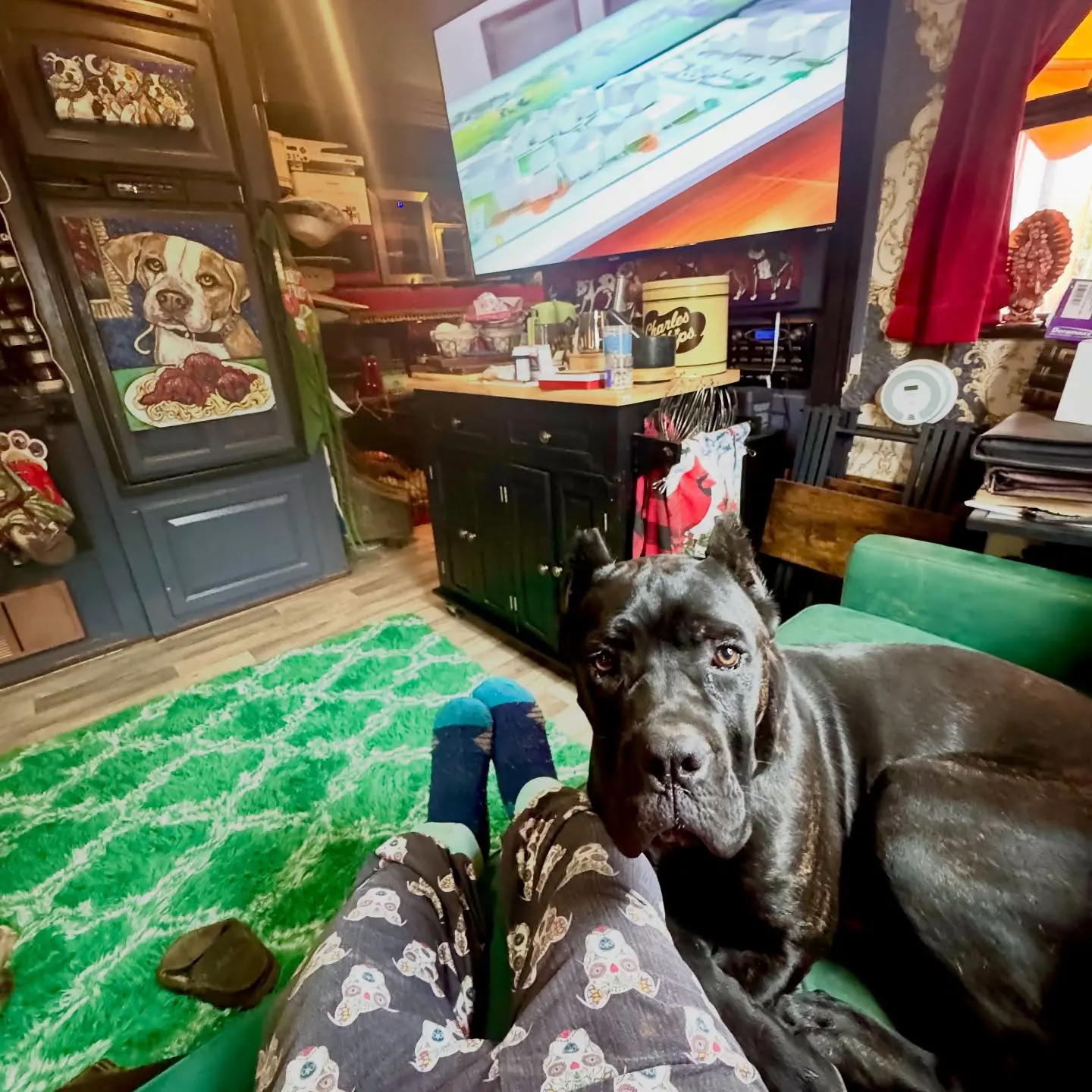Shorty Rossi Greets Fans With Buenos Dias On Instagram Celebrated animal rescue champion Shorty Rossi shares his morning vibe while inspires hope.