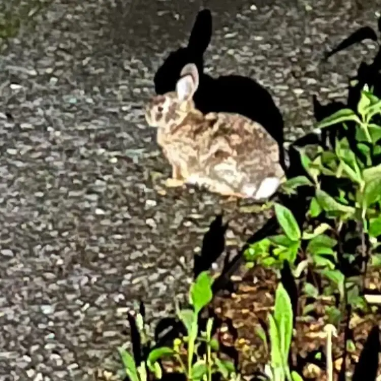 Skeleton And Bunny: Dynamic Photo Vibes