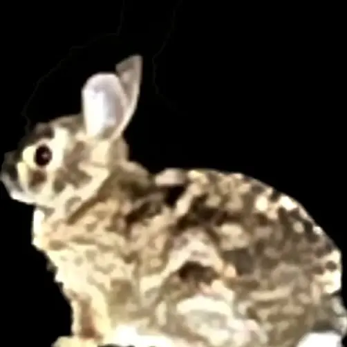 Skeleton And Bunny: Dynamic Photo Vibes