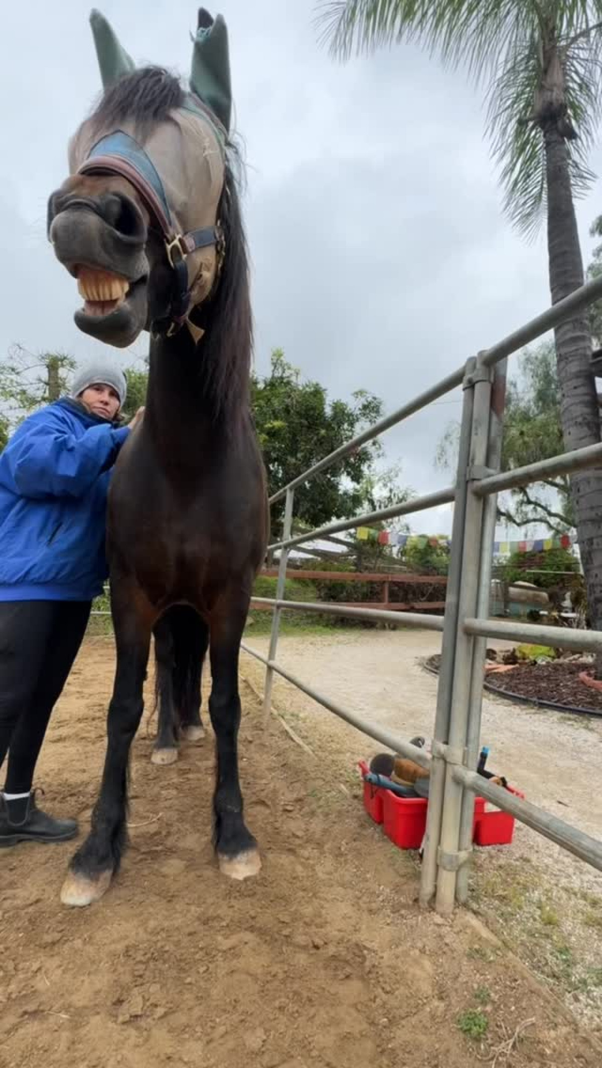 Sosie Bacon Shares Adorable Horse Grooming Moment Sosie Bacon charms fans with candid horse grooming, showcasing playful care in liberty in style.