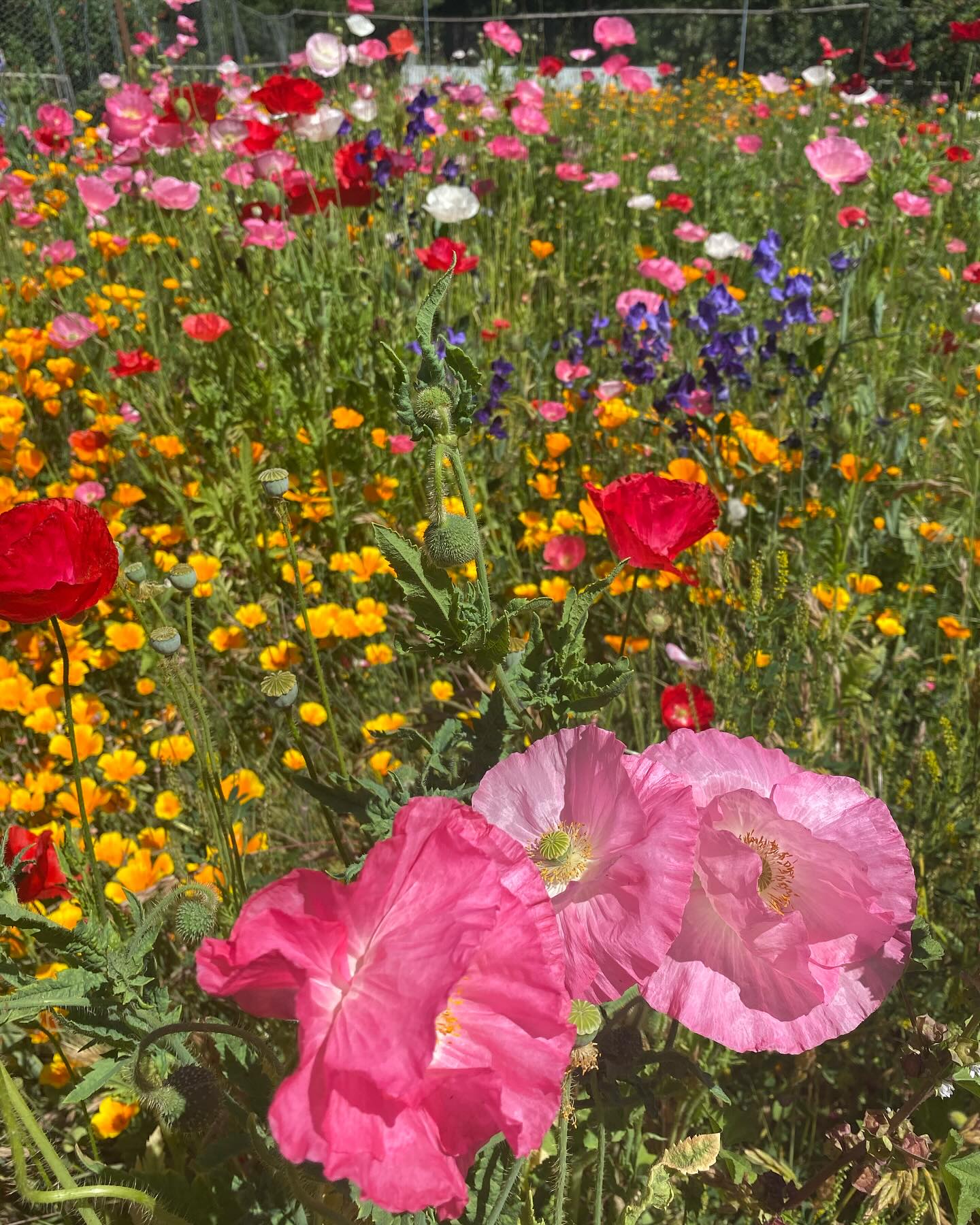 Stana Katic sends vibrant Mothers Day wishes with blooms & heartfelt cheers to fans, all!!