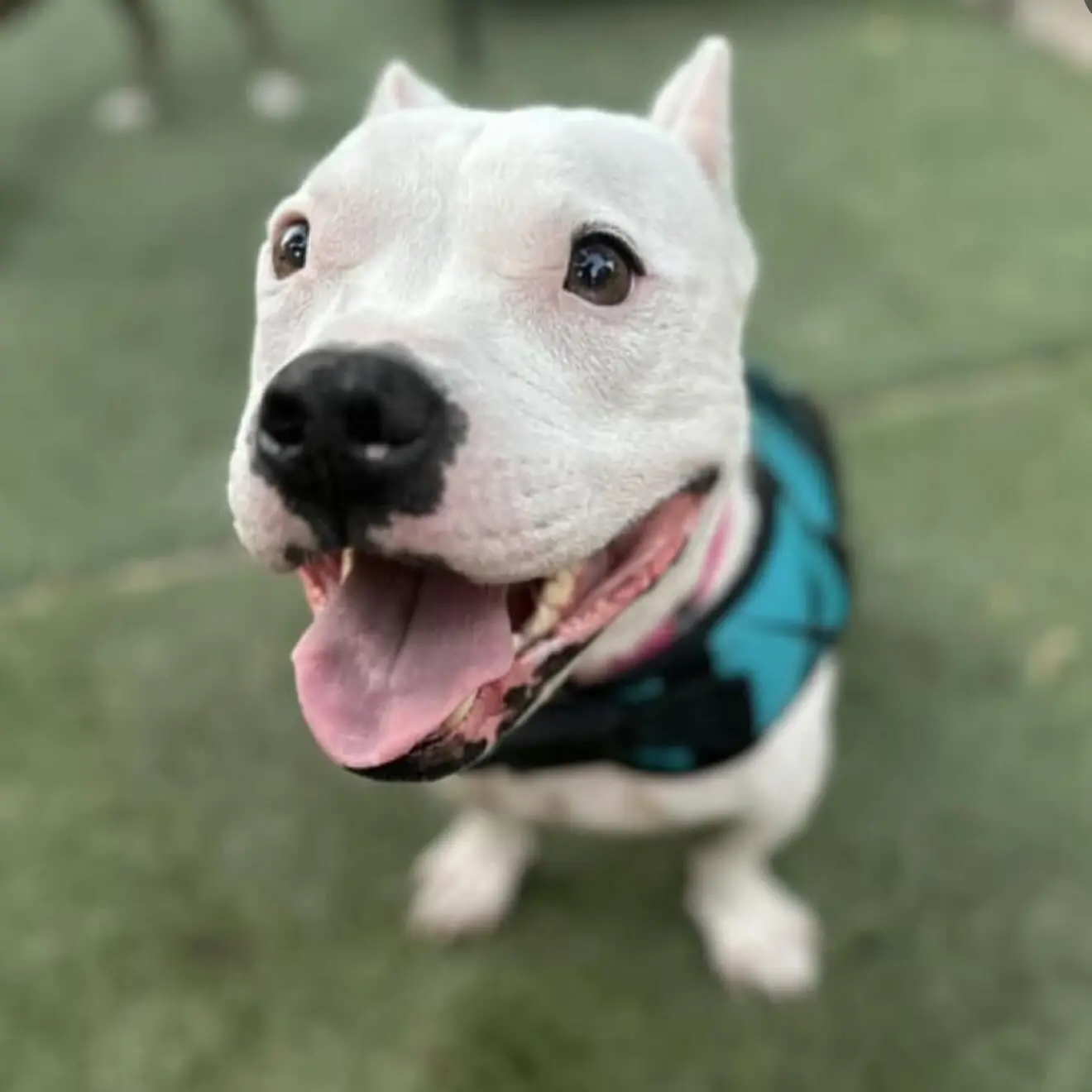 Rebecca Corry and locals set to rally for rescue dogs at Fort Worth SUFP Sunday in TX!