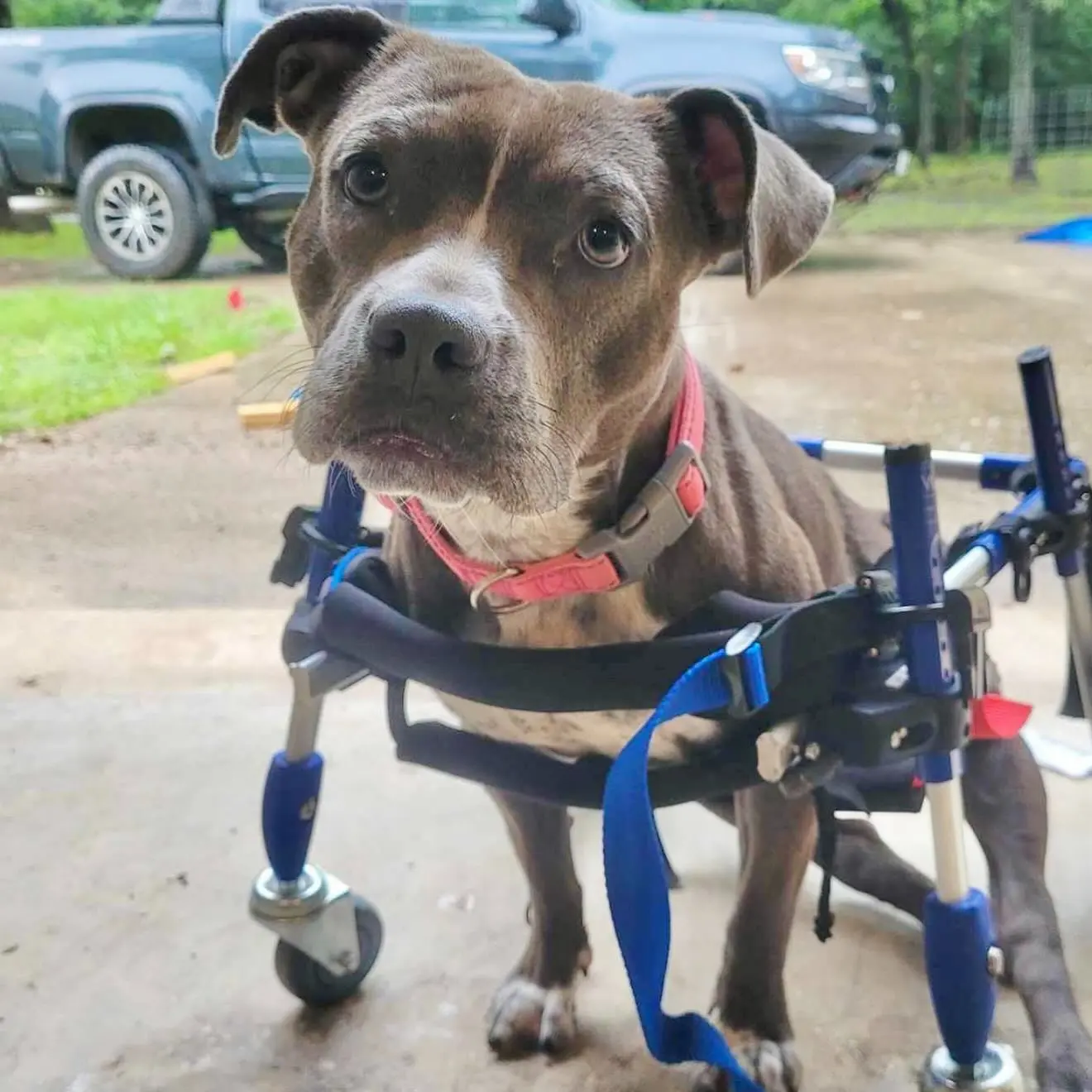 Stand Up For Pits: Heartwarming Dog Rescue Event