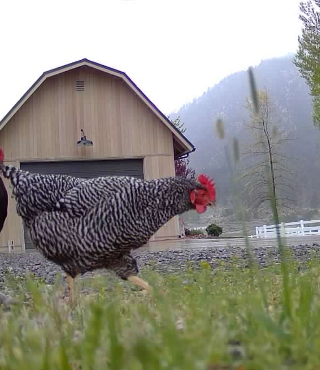 Candid ranch shots unveil rustic NV life, offering a rare glimpse of Stone Cold’s retreat.