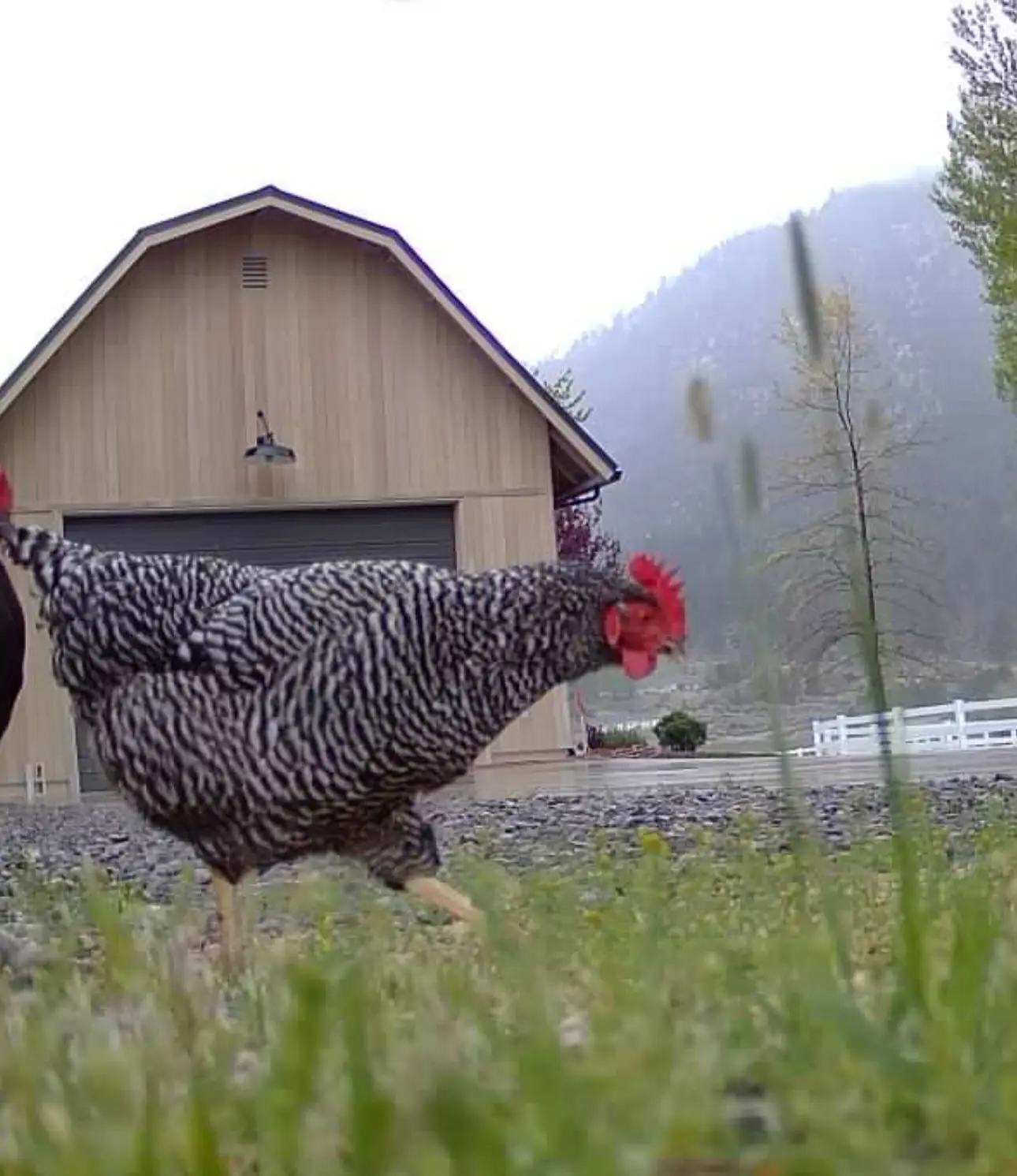 Candid ranch shots unveil rustic NV life, offering a rare glimpse of Stone Cold’s retreat.