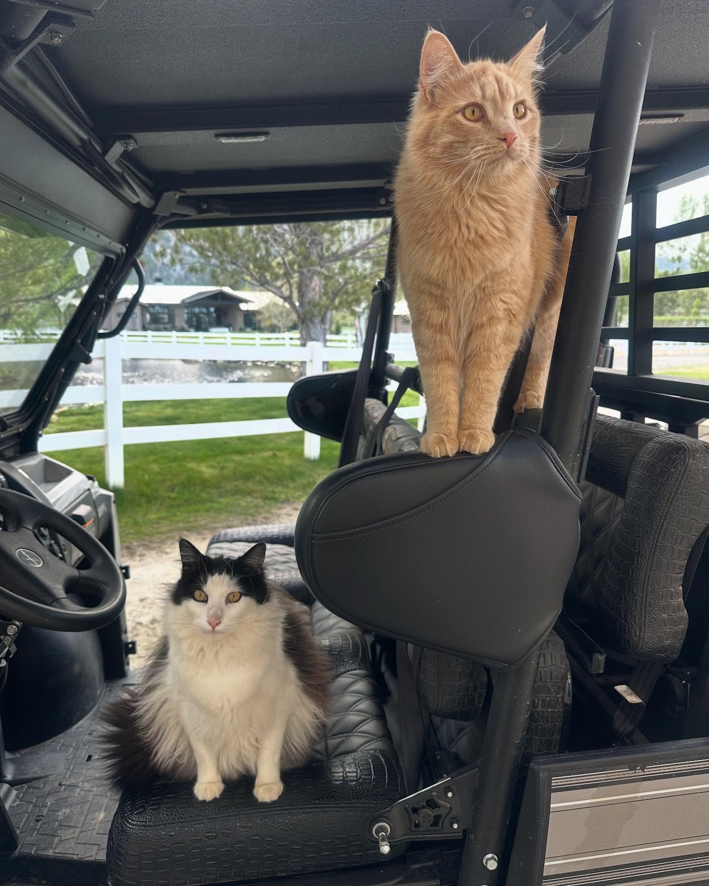 Wrestling icon shares a laid-back snapshot of Pancho and Macho, his two cool cats Enjoy!!!