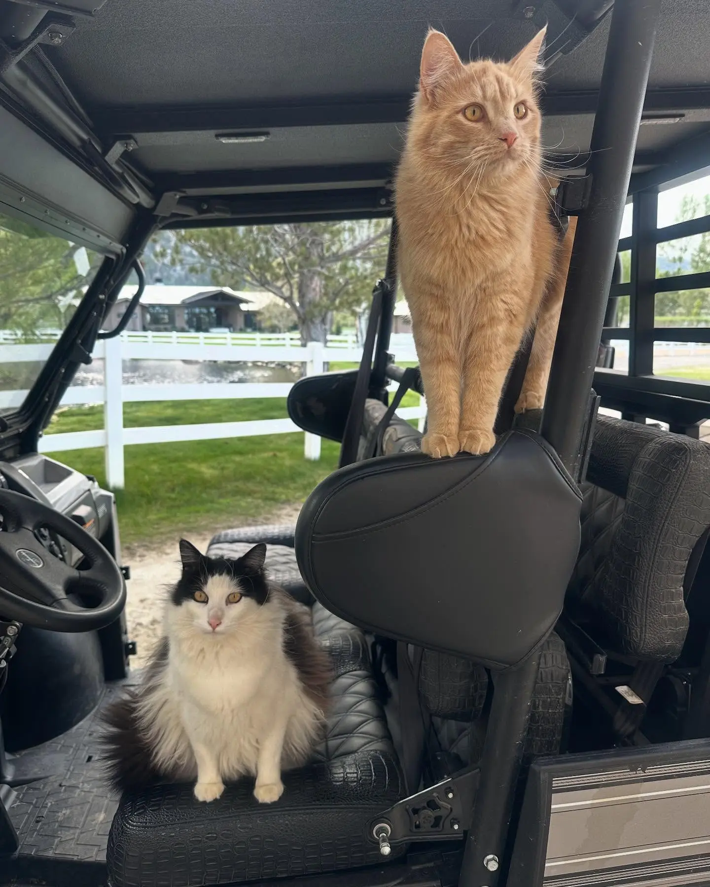 Wrestling icon shares a laid-back snapshot of Pancho and Macho, his two cool cats Enjoy!!!