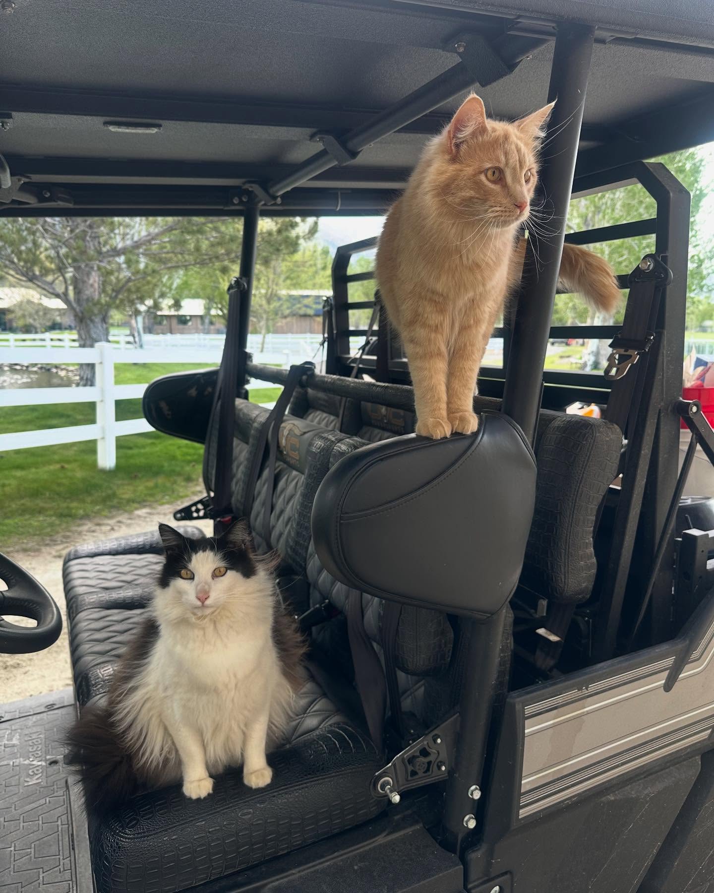 Stone Cold Steve Austin's Chill Cats