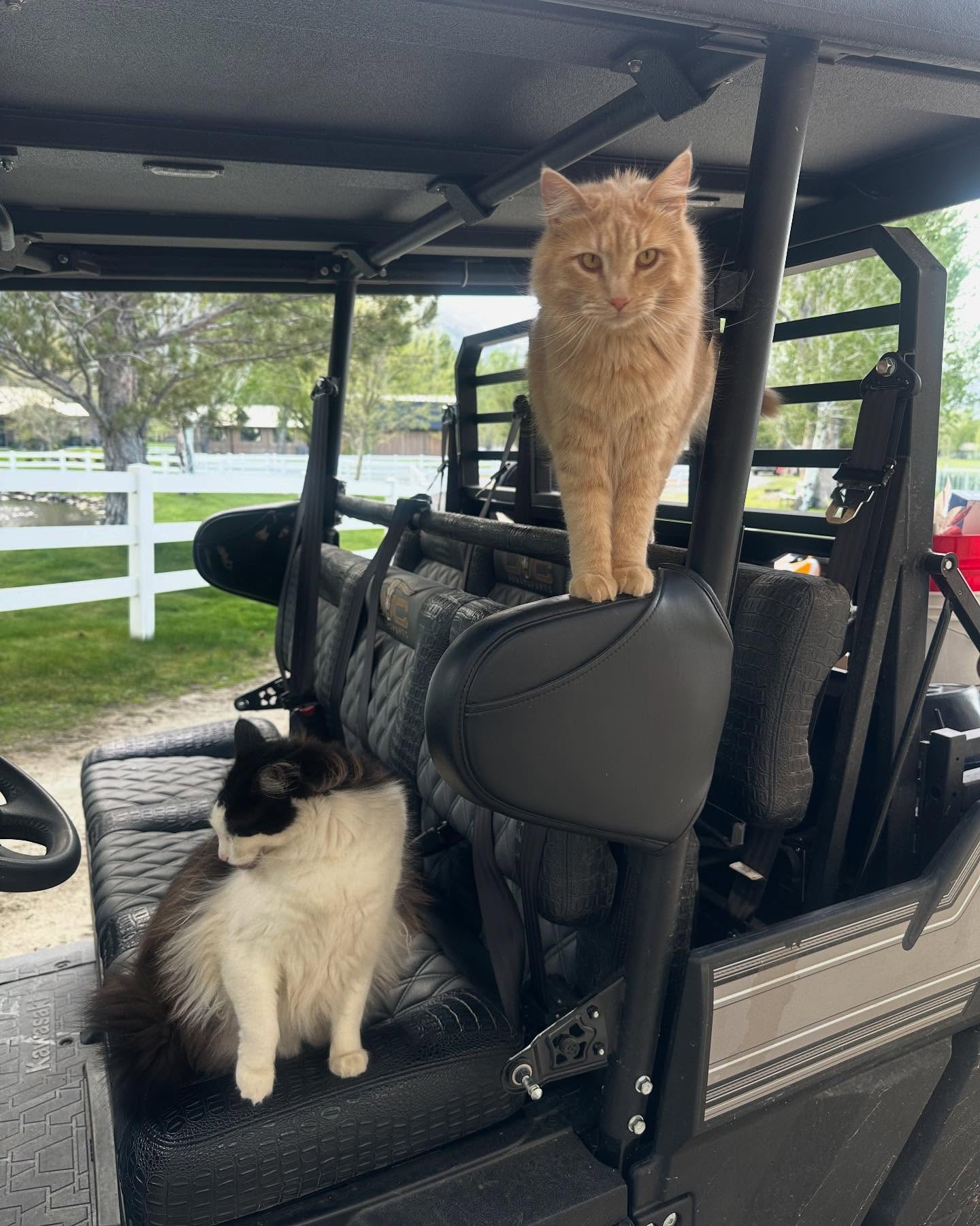 Stone Cold Steve Austin's Chill Cats