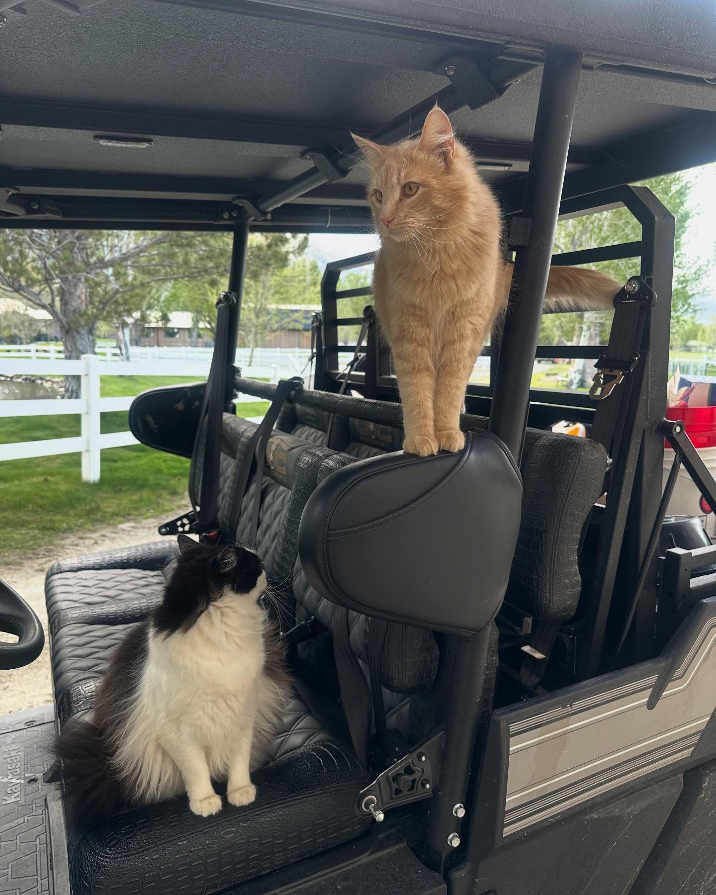 Stone Cold Steve Austin's Chill Cats