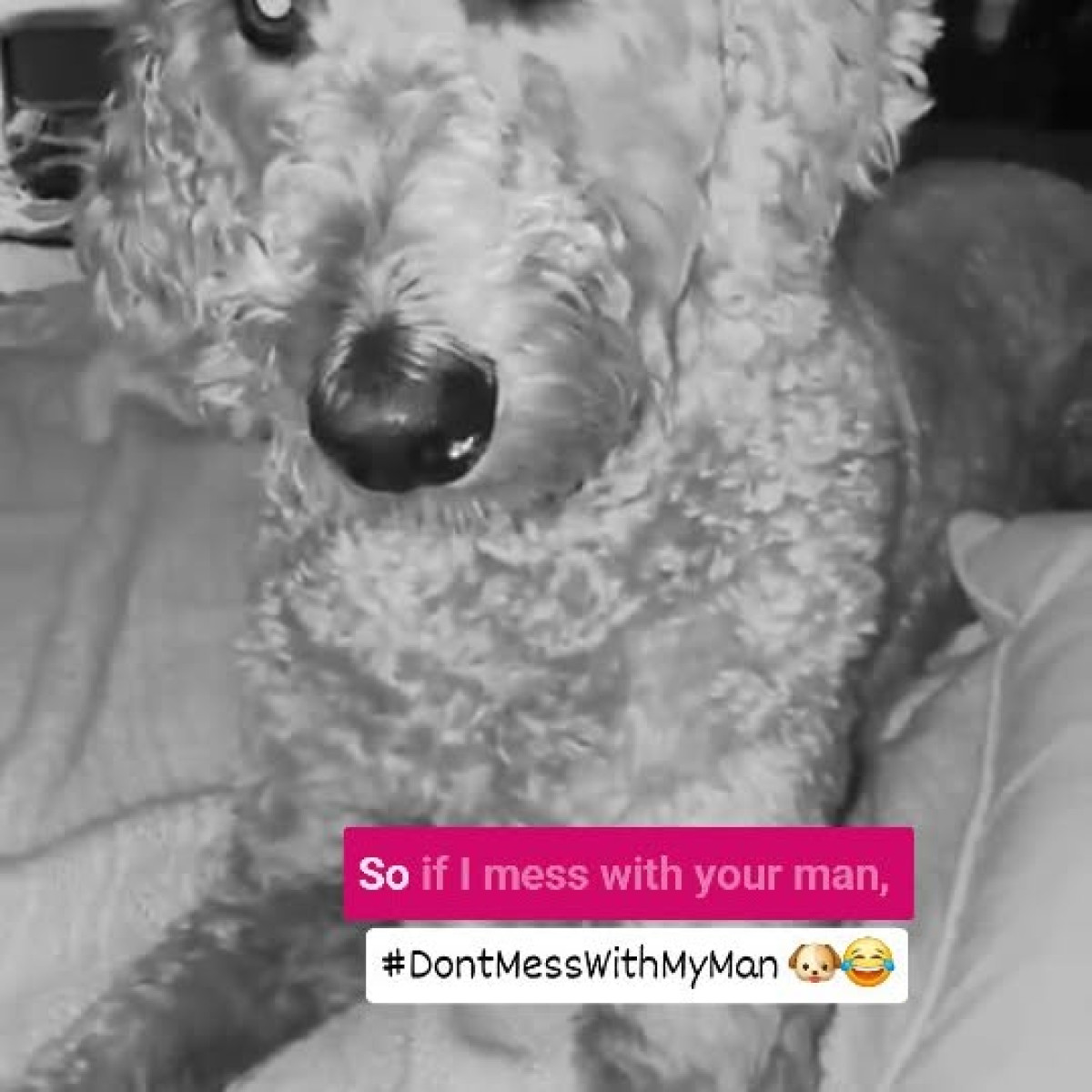 Tamala Jones Flaunts Dog Love On Latest Insta Post Celebrity Tamala Jones posts playful moment with her pet blending love, style, and dog charm.