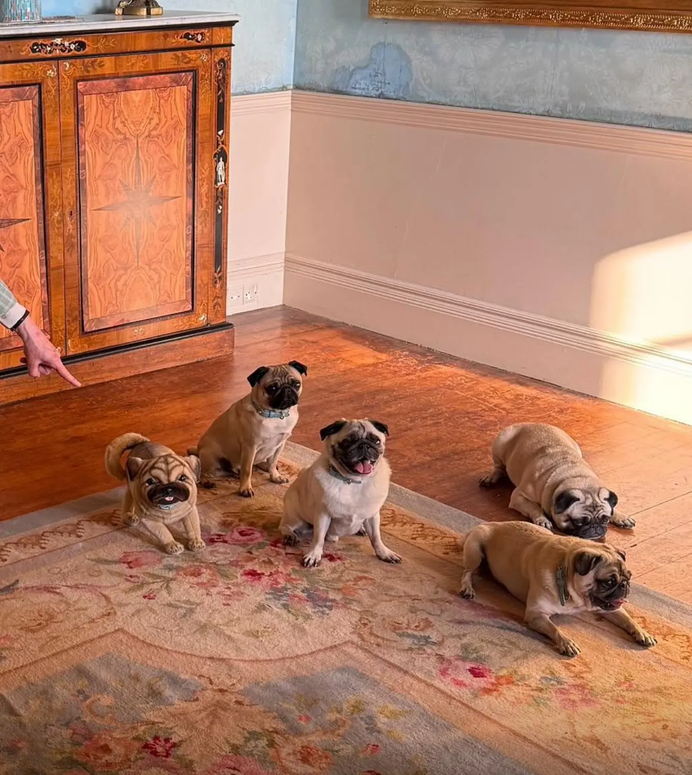 The Bitter End: Wallis Simpson Film Brings Pug Charm Quirky historical drama mixes royal intrigue with real pugs and a stand-in canine twist!!.