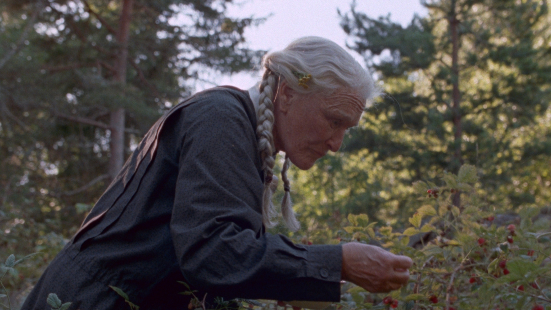 The Summer Book Shines In Scandinavian Cinemas