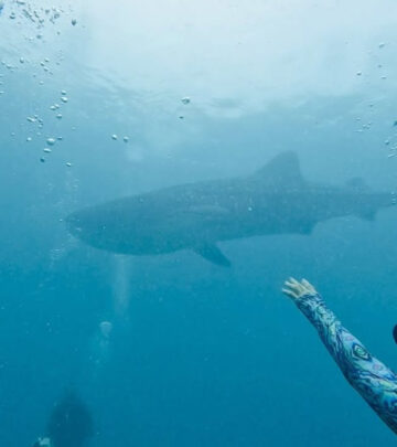 Tia Carrers heHollywood actress Tia Carrere celebrates whale sharks in Philippine waters.