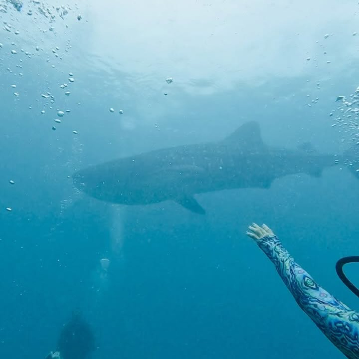 Tia Carrere Explores Whale Sharks In The Philippines Tia Carrers heHollywood actress Tia Carrere celebrates whale sharks in Philippine waters.