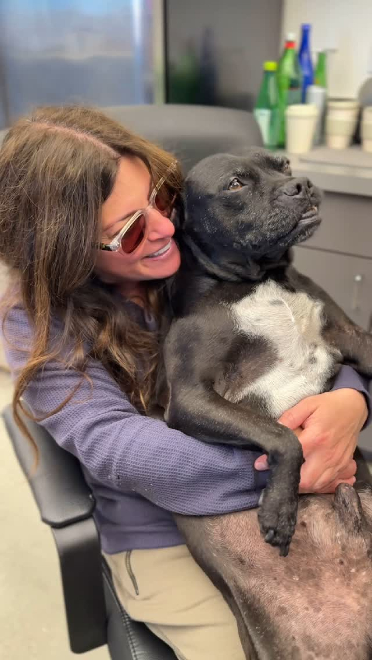 Tods: Dogfighting Survivor Inspires Community Change Rescued in 2016, Tods now embodies resilience and serves as a beacon against cruelty now!