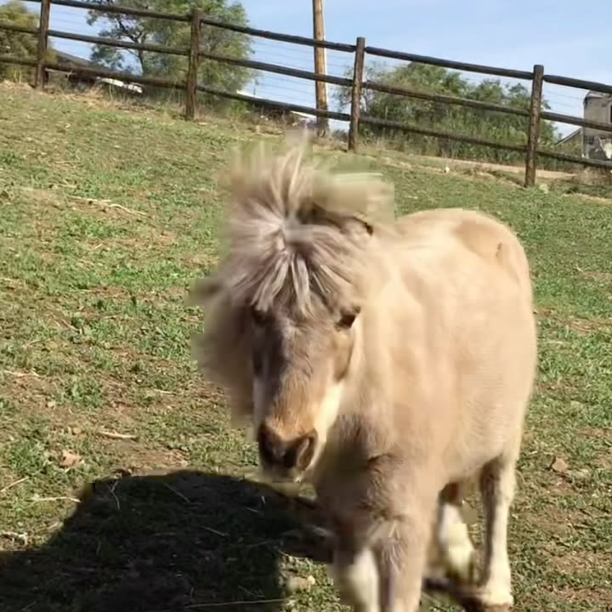 Victoria Principal’s Rescued Pony Turns 29 Rescue pony Tommy nears 29 with enduring charm and legacy that captures hearts worldwide.!
