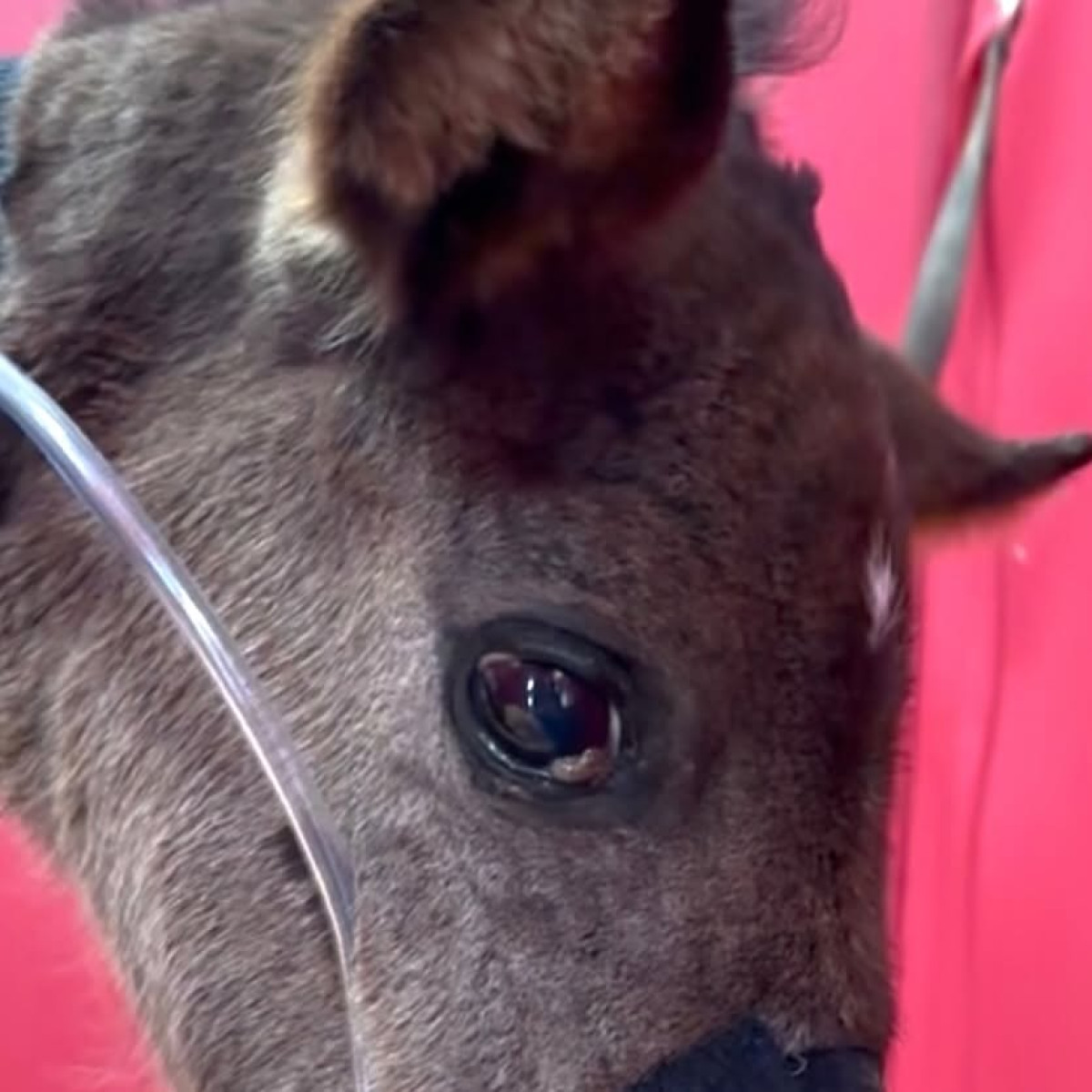 Rescue heartbreak drives a plea for urgent reform against hidden equine cruelty. Act now!!