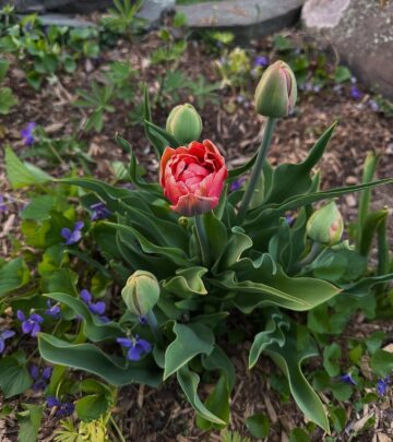 Tulip Appreciation In The Cold