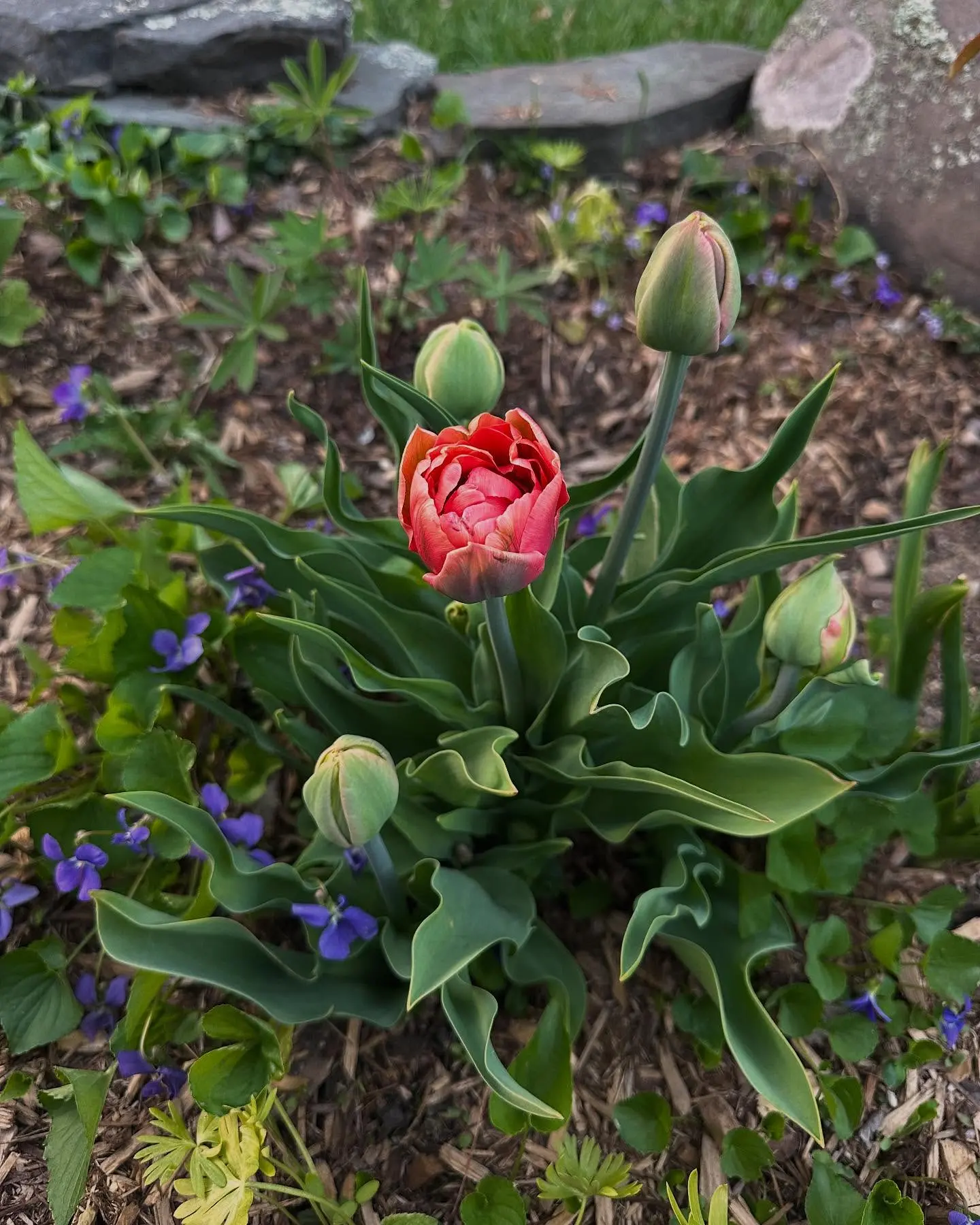 Tulip Appreciation In The Cold Admiring Tulips in a Frosty November as Valorie Curry Celebrates Autumn's Floral Charm!!!!!