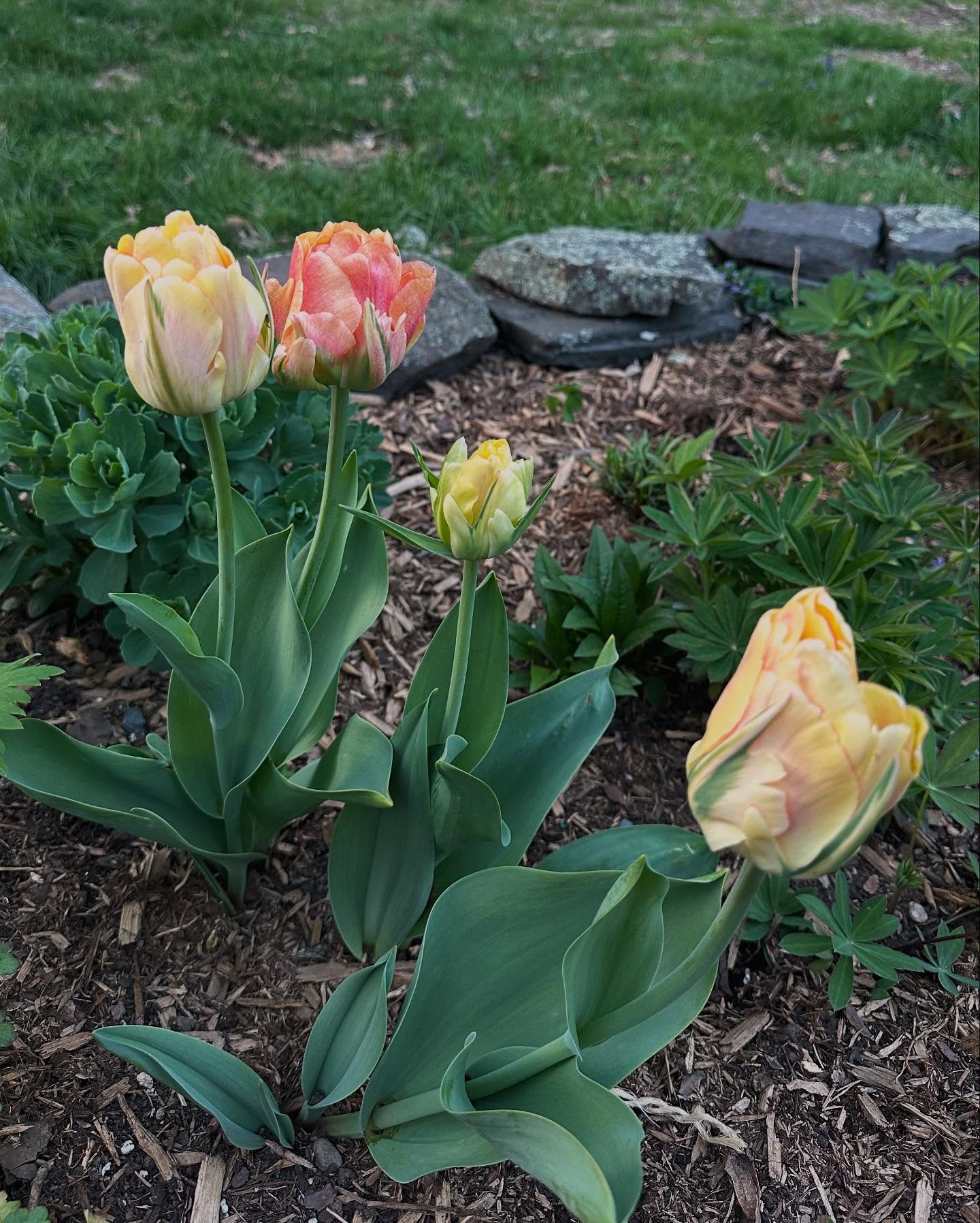 Tulip Appreciation In The Cold