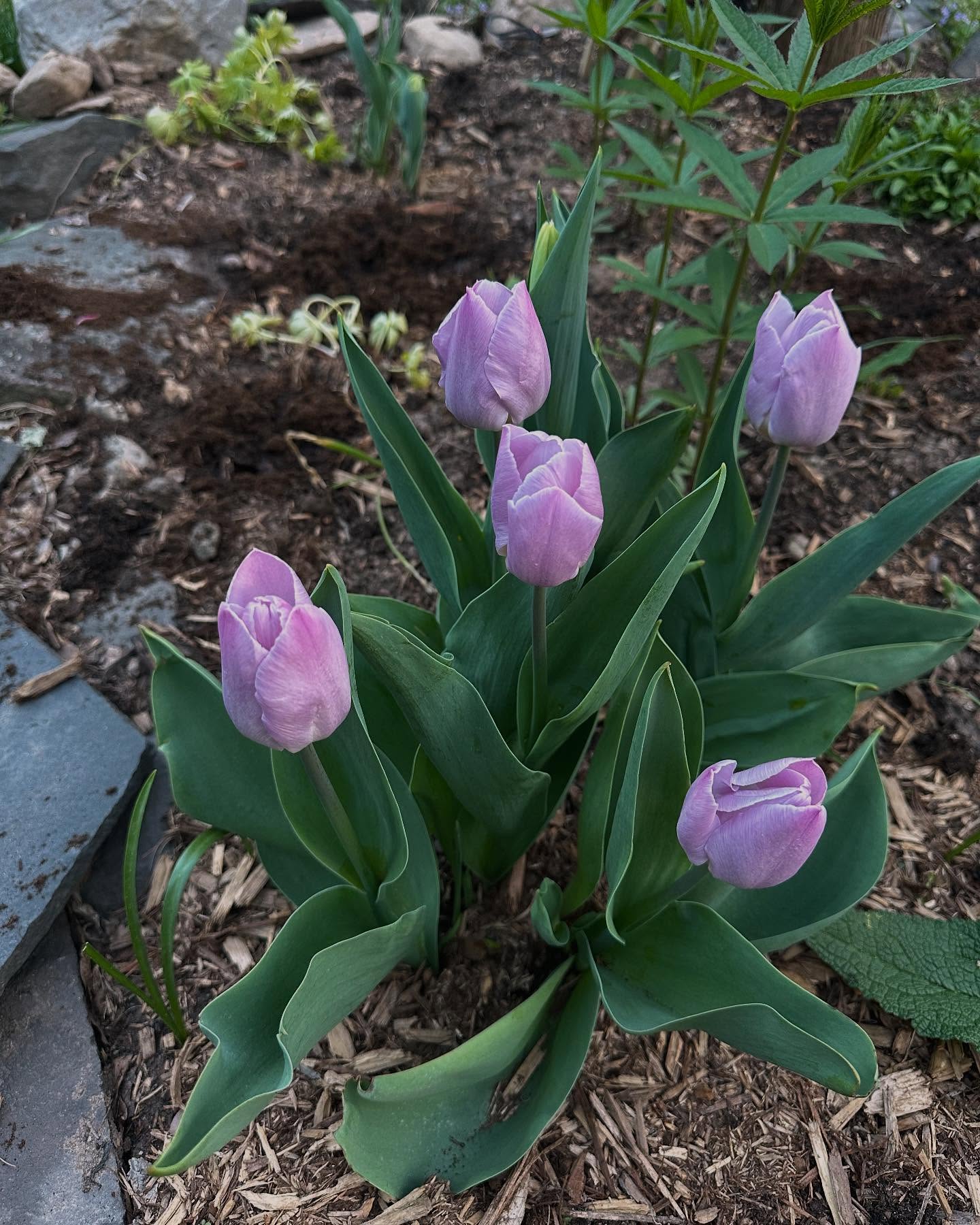 Tulip Appreciation In The Cold