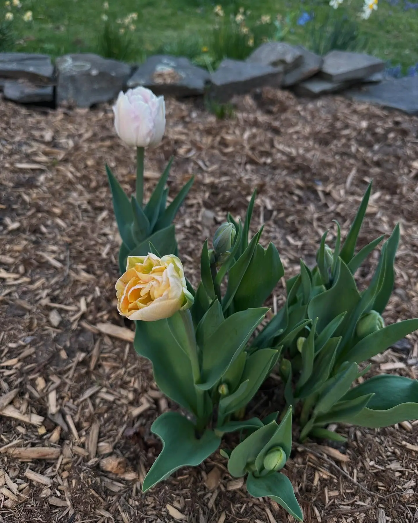 Tulip Appreciation In The Cold