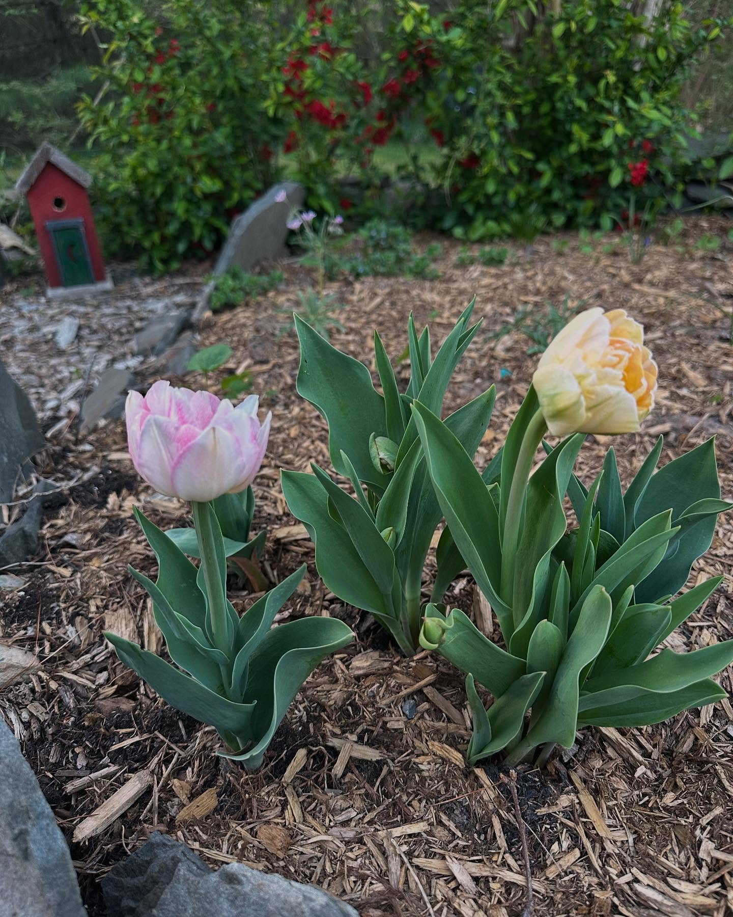 Tulip Appreciation In The Cold