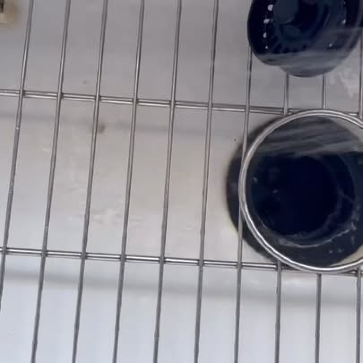 Vic DiBitetto’s Wild Kitchen Sink Antics Vic DiBitetto charms fans with quirky post featuring unruly chimp and kitchen hose fun now.