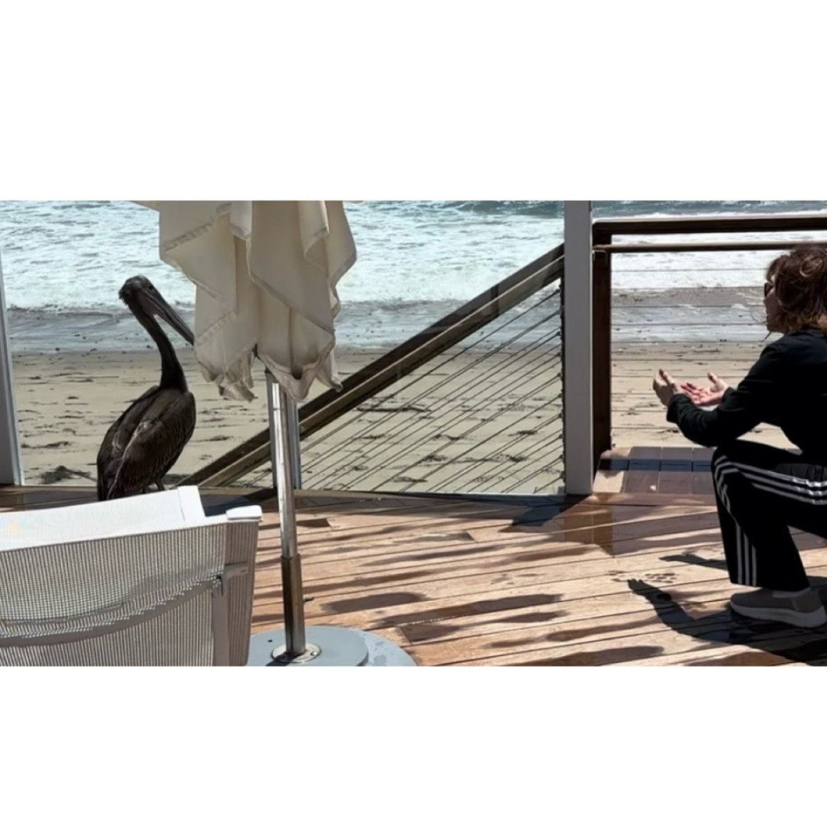 Victoria Principal Encourages Pelican’s Flight at Beach Gate Celebrity Victoria Principal shares a serene moment urging nature's grace to soar higher!!