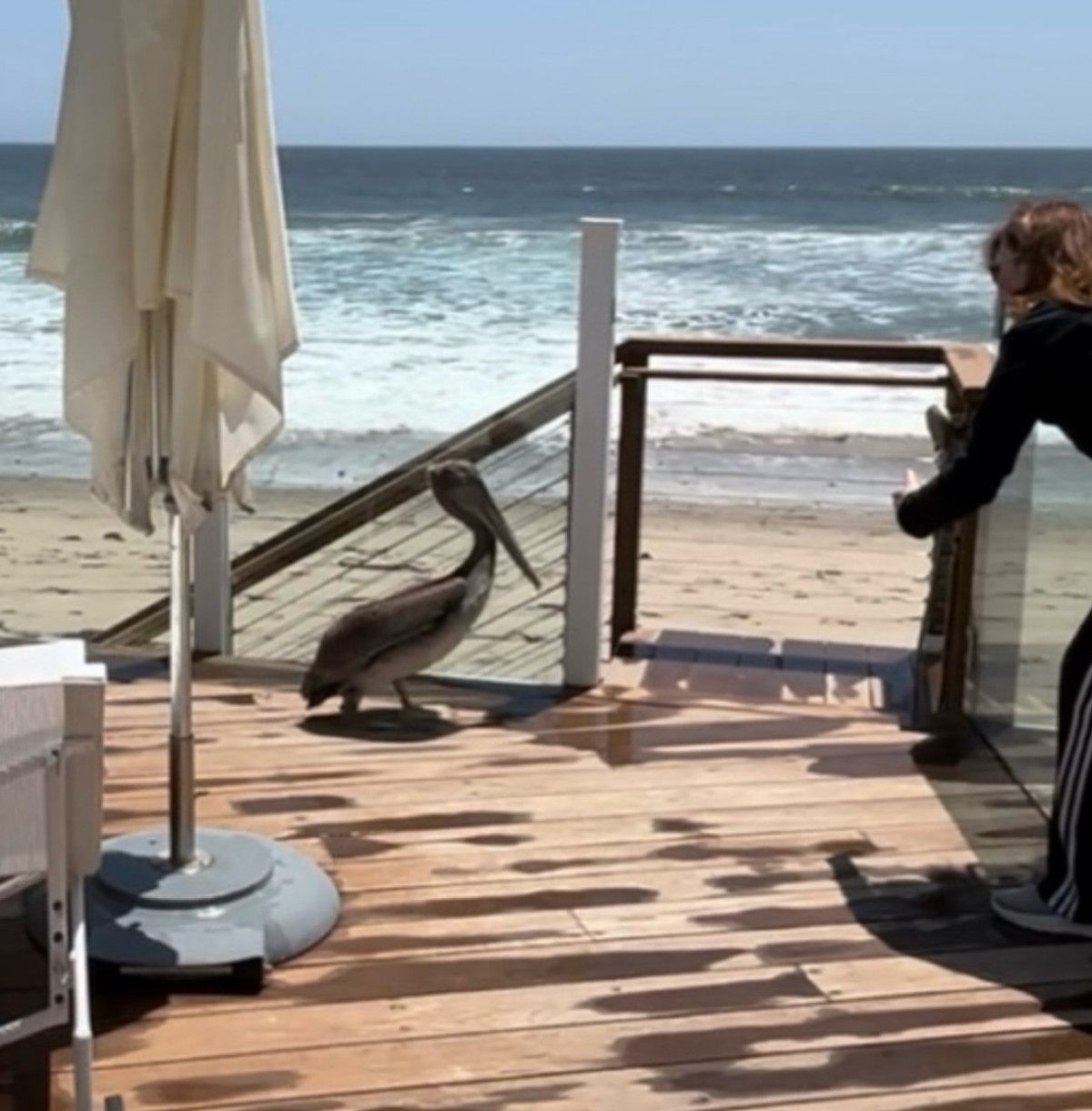 Victoria Principal’s Enchanting Pelican Encounter Celebrity Victoria Principal shares a magical beach moment with a friendly brown pelican!!