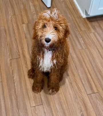 Popular influencer unveils his cute pet, igniting smiles and upbeat buzz among loyal fans.