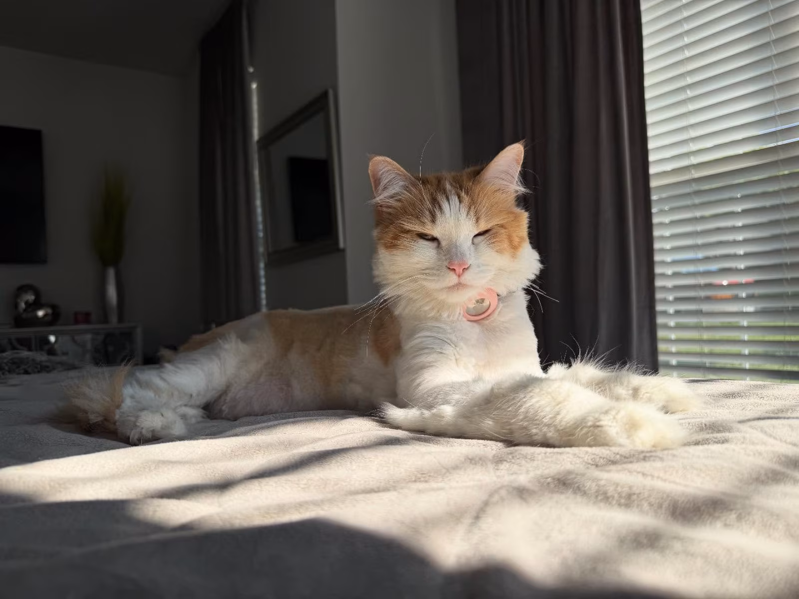 Claudia Jordan marks Sixx’s 9th birthday with 17 pounds of purrs, snuggles and feline love