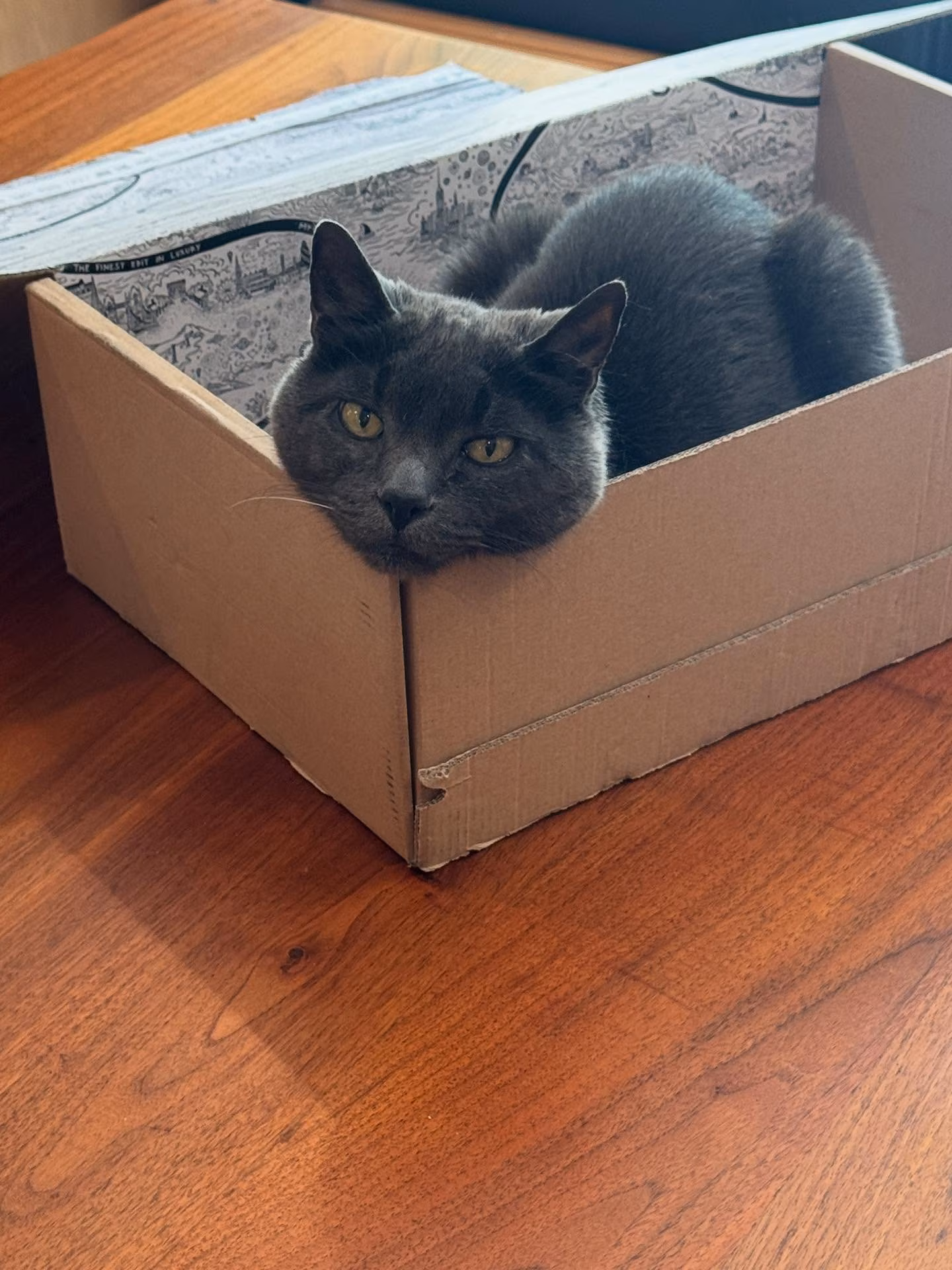 Kumail Nanjiani’s Cat Bagel Shows Off Solo White Whisker At 16, a comedian’s feline charms fans by proudly flaunting just one precious silvery hair