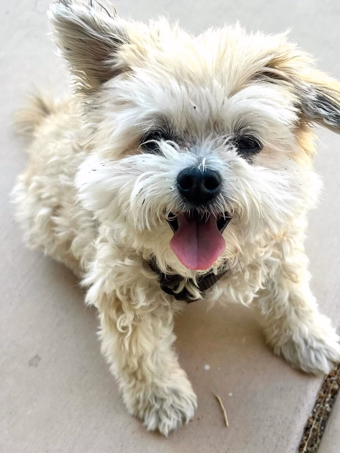 Natasha Lyonne Honors Dog’s Village on Father’s Day Lyonne salutes the village raising her pup this Father’s Day, honouring friends behind #Rootbeer